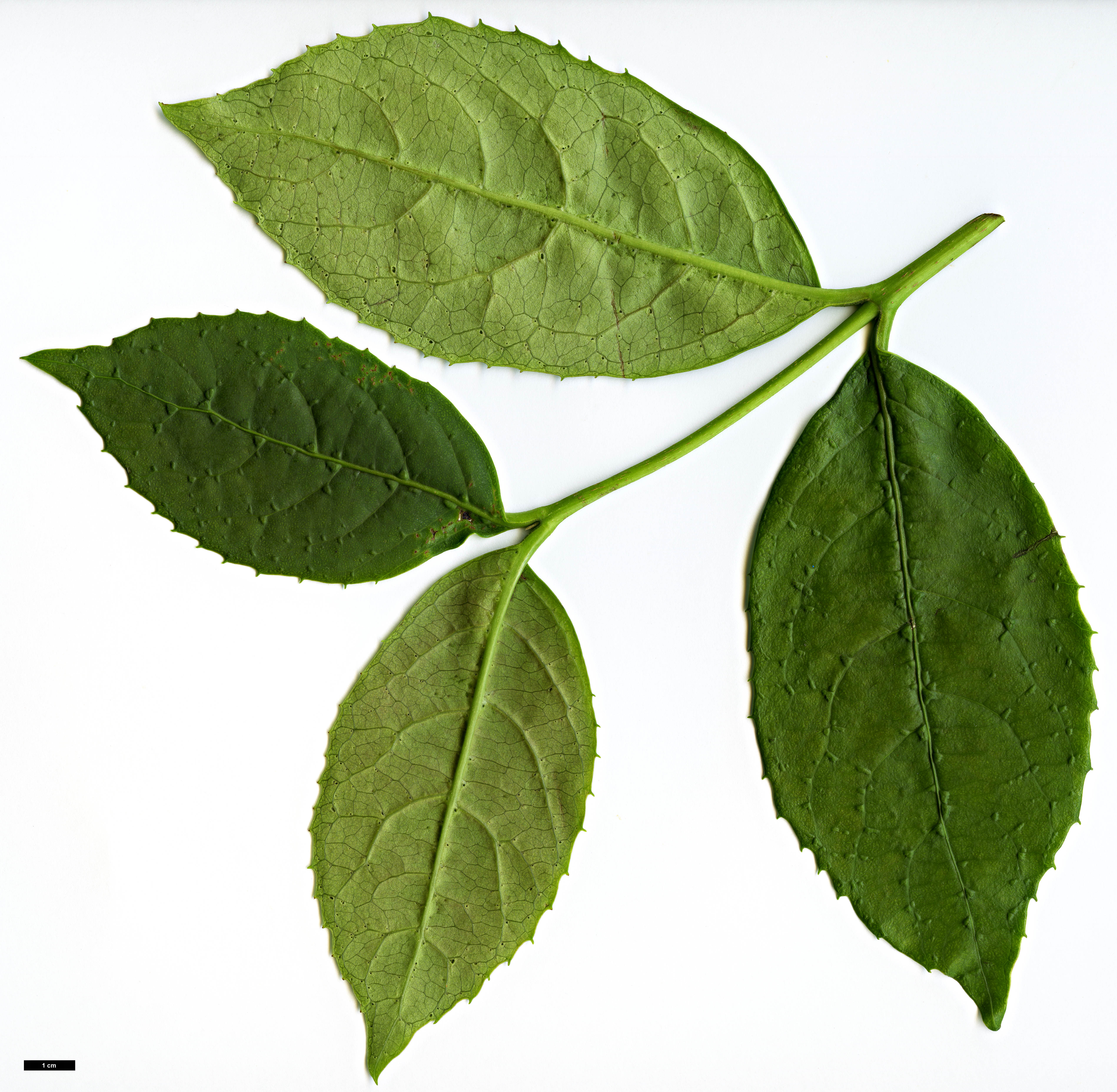 High resolution image: Family: Adoxaceae - Genus: Viburnum - Taxon: BSWJ 3913